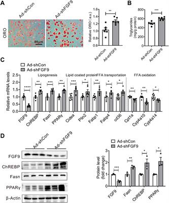 FGF9 Alleviates the Fatty Liver Phenotype by Regulating Hepatic Lipid Metabolism